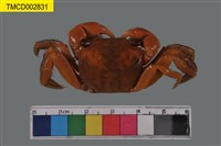 藏品(紅螯螳臂蟹)的圖片